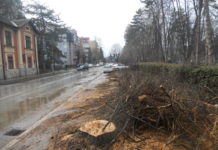 Nema više drvoreda u ulici pored parka, ostalo samo jedno stablo