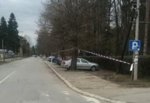 U ponedeljak počinje seča drvoreda u Ulici Veselina Milikića