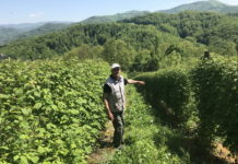 Javni poziv za dodelu sadnica maline, jagode i borovnice