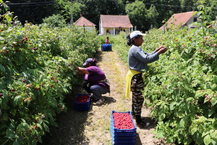 Maline - Branje 1