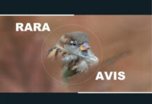 Izložba fotografija “Rara Avis“ u Narodnom muzeju