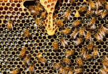 Apel poljoprivrednicima da pravilno koriste pesticide: Zaštitimo pčele, svaki treći zalogaj hrane direktno zavisi od njih