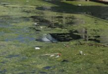 SSP Čačak: Jezero u Parmencu prekriveno algama fekalnog porekla, tražimo hitne mere sanacije
