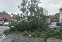 Olujno nevreme u Čačku, vetar nosio sve pred sobom, drveće padalo po putu