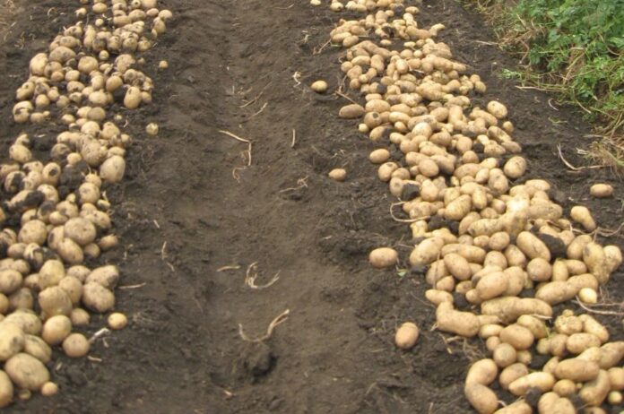 Rod krompira za svaku cenu