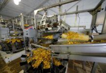 Srbija 13. u svetu po izvozu čipsa, ogroman doprinos Moravičkog okruga i čačanske kompanije